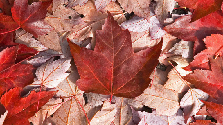 Manitoba