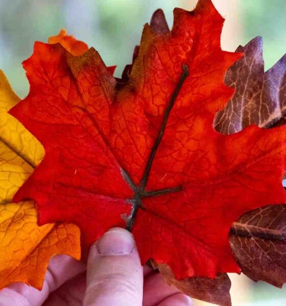 Canadian Immigration for Stronger Services