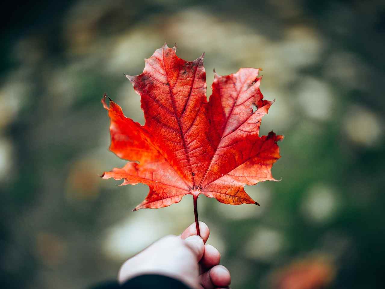 Canadian Immigration Needs Transparency