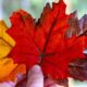end Temporary Foreign Worker Program