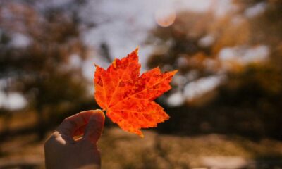 Ontario to Tighten Driver Licence Rules