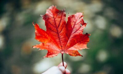 Quebec Issues 6 Arrima Invitations