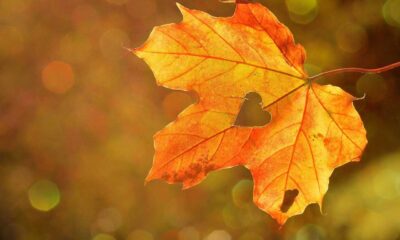 Canadas Refugee Claim