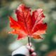 Canada Ends Sponsorship Exemption